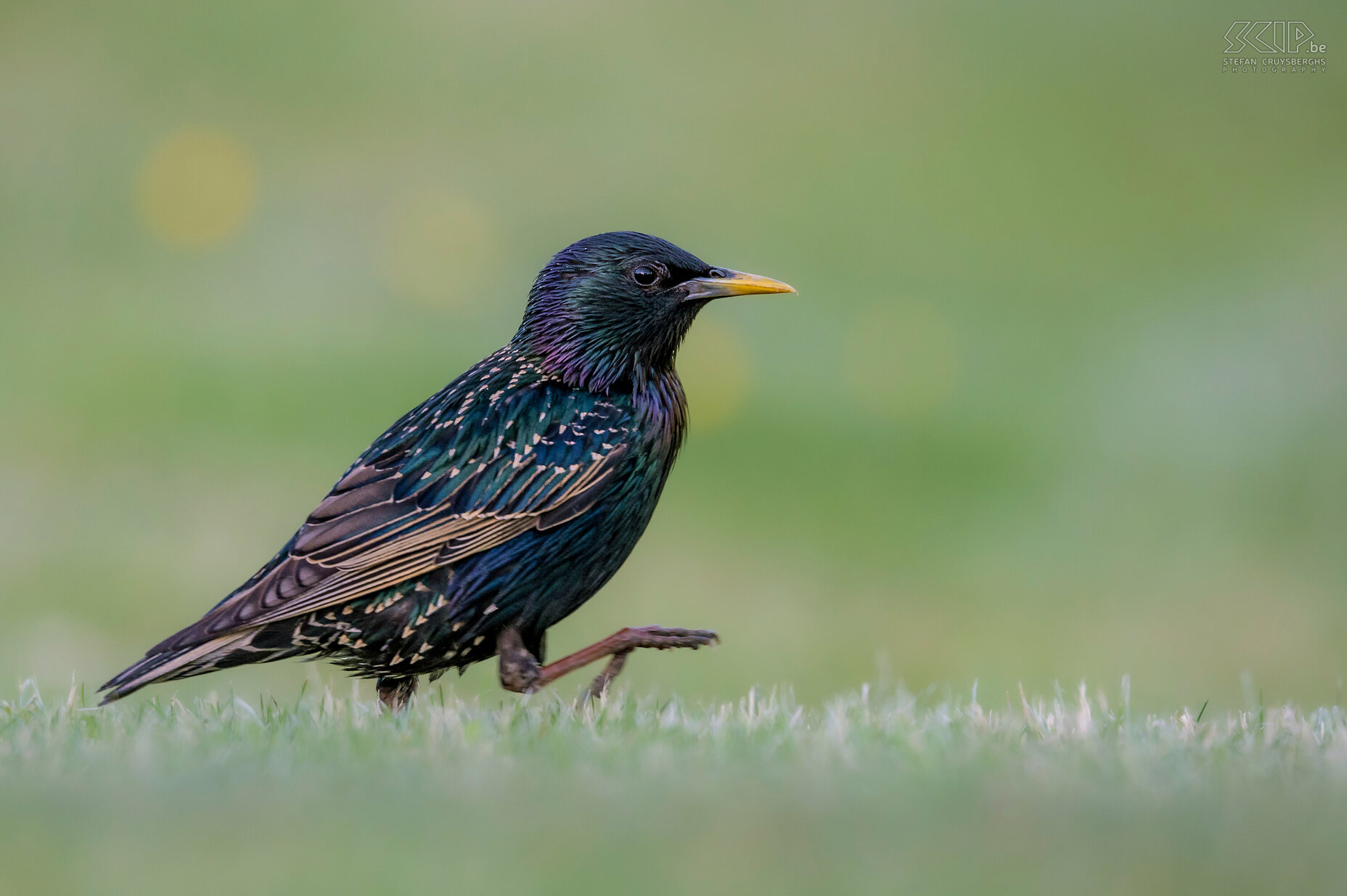 Garden birds - Common starling Sturnus vulgaris Stefan Cruysberghs